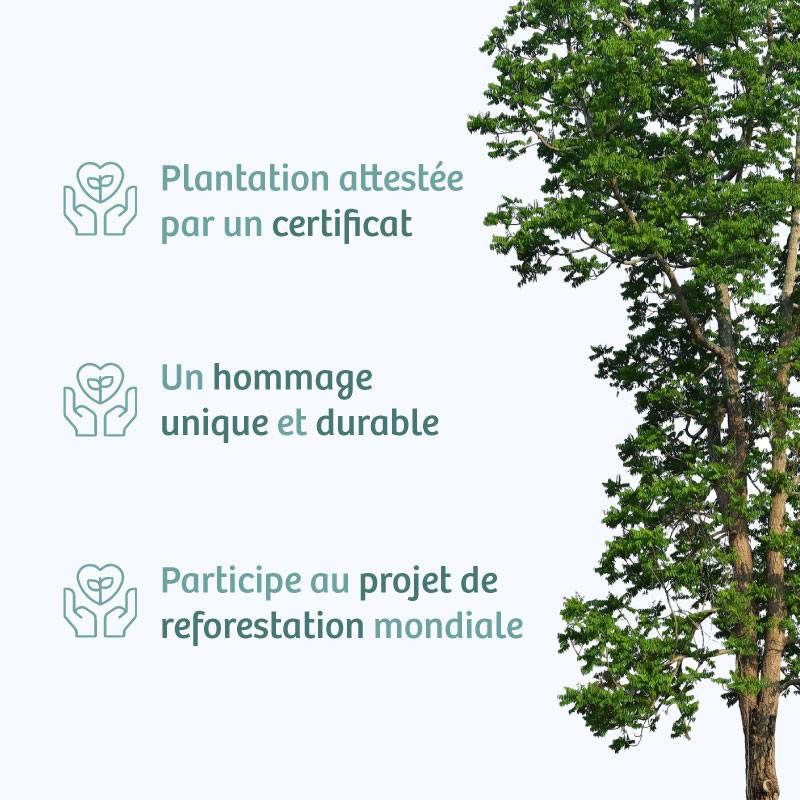 Planter un arbre en hommage à Frau Jacqueline VIDHAMALI  Geboren e REICHSRATH